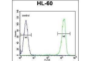 ITIH1 Antibody (Center) (ABIN655628 and ABIN2845107) flow cytometric analysis of HL-60 cells (right histogram) compared to a negative control cell (left histogram). (ITIH1 anticorps  (AA 606-635))