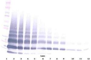Image no. 4 for anti-Resistin Like beta (RETNLB) antibody (ABIN465490) (RETNLB anticorps)