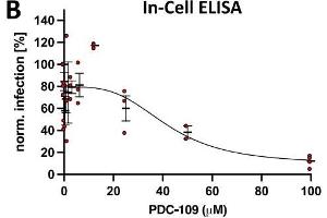 SARS-CoV-2 In-Cell ELISA using ABIN6952435: In-Cell ELISA was performed 24 h post infection.