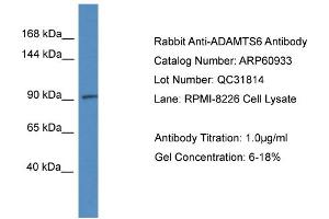 Western Blotting (WB) image for anti-ADAM Metallopeptidase with Thrombospondin Type 1 Motif, 6 (ADAMTS6) (C-Term) antibody (ABIN2788624)