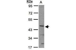 WB Image Sample(30 ug whole cell lysate) A:293T 10% SDS PAGE antibody diluted at 1:1000 (BHLHE40 anticorps  (N-Term))