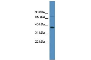 WB Suggested Anti-OR1S1 Antibody Titration: 1.