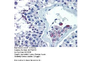 Immunohistochemistry with Human Testis lysate tissue at an antibody concentration of 5. (ASH2L anticorps  (Middle Region))