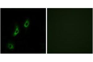Immunofluorescence (IF) image for anti-Olfactory Receptor, Family 4, Subfamily L, Member 1 (OR4L1) (AA 262-311) antibody (ABIN2891013) (OR4L1 anticorps  (AA 262-311))