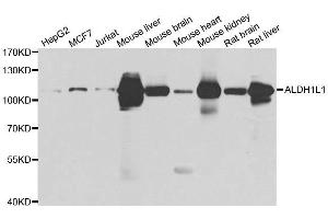 Western blot analysis of extracts of various cell lines, using ALDH1L1 antibody.
