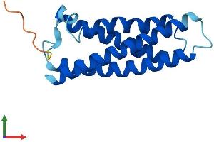 AlphaFold protein structure predicition of Mouse Recombinant Mal Protein, UniprotID O09198