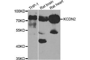 Western Blotting (WB) image for anti-Potassium Voltage-Gated Channel, Shal-Related Subfamily, Member 2 (KCND2) antibody (ABIN1882330) (KCND2 anticorps)