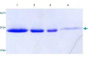 Lane 1 to 4: Lat2 (Mouse) Recombinant Protein (2000 ng, 1000 ng, 500 ng, 200 ng per lane). (LAT2 Protein (AA 30-203) (His tag))