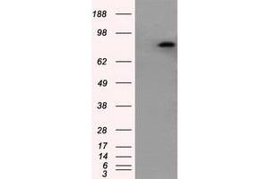 Image no. 1 for anti-Amyloid beta (A4) Precursor Protein (APP) antibody (ABIN1496880) (APP anticorps)