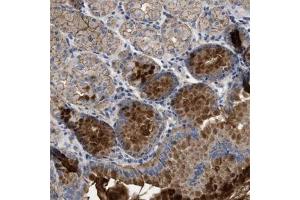 Immunohistochemical staining (Formalin-fixed paraffin-embedded sections) of human stomach with USP4 polyclonal antibody  shows strong cytoplasmic and membranous positivity in glandular cells.