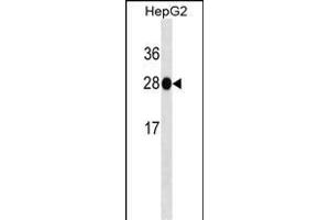HNMT Antibody ABIN1539865 western blot analysis in HepG2 cell line lysates (35 μg/lane). (HNMT anticorps)