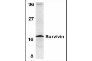 Western blot analysis of survivin in mouse spleen tissue lysate with this product at 1 μg/ml. (Survivin anticorps  (C-Term))