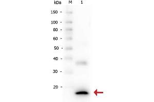 Western Blot of Rabbit anti-Human IL-1ß antibody. (IL-1 beta anticorps  (Cleavage Site, N-Term))