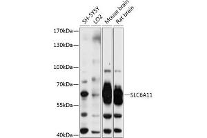 Western blot analysis of extracts of various cell lines, using SLC6 antibody (702) at 1:3000 dilution. (SLC6A11 anticorps  (AA 1-60))