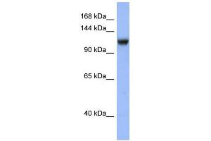WB Suggested Anti-NR3C2 Antibody Titration: 0. (NR3C2 anticorps  (N-Term))