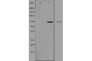 Western blot analysis of extracts from RAW264. (OLFML2A anticorps  (Internal Region))