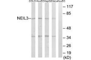 Western blot analysis of extracts from HeLa/HepG2/HuvEc/COLO cells, using NEIL3 Antibody. (NEIL3 anticorps  (AA 491-540))