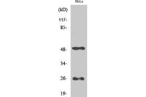 Western Blot analysis of various cells using Clusterin Polyclonal Antibody.