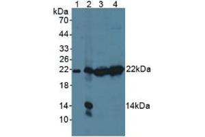 Figure. (PSMB9 anticorps  (AA 22-219))