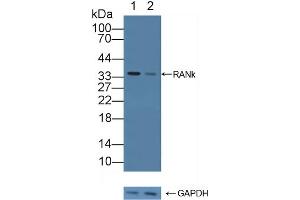 Knockout Varification: Lane 1: Wild-type 293T cell lysate, Lane 2: RANk knockout 293T cell lysate, Predicted MW: 28,32,36,56,65kd Observed MW: 35kd Primary Ab: 1 μg/mL Rabbit Anti-Human RANk Antibody Second Ab: 0.