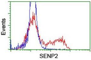 Image no. 2 for anti-SUMO1/sentrin/SMT3 Specific Peptidase 2 (SENP2) (AA 139-523) antibody (ABIN1490923) (SENP2 anticorps  (AA 139-523))