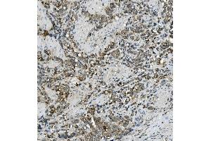IHC analysis of MRP5/ABCC5 using anti-MRP5/ABCC5 antibody (ABIN7602224).