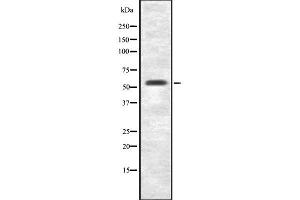 Western blot analysis FZD7 using RAW264. (FZD7 anticorps  (C-Term))