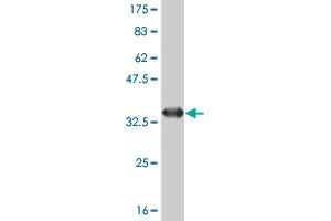 Western Blot detection against Immunogen (33.