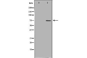 Western blot analysis of HepG2 cell lysate, using PADI4 Antibody. (PAD4 anticorps  (N-Term))