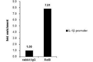 ChIP Image Cross-linked ChIP was performed with THP-1 chromatin extract treated with LPS (1.