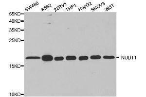 Western blot analysis of extracts of various cell lines, using NUDT1 antibody. (NUDT1 anticorps  (AA 1-179))