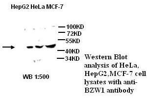 Image no. 2 for anti-Basic Leucine Zipper and W2 Domains 1 (BZW1) antibody (ABIN790909) (BZW1 anticorps)