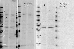 ATTO 647N conjugated anti rabbit antibody was used to detect anti-Beta Actin antibody  lot 26928). (Chèvre anti-Lapin IgG (Heavy & Light Chain) Anticorps (Atto 647N) - Preadsorbed)