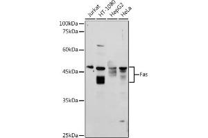 Western blot analysis of extracts of various cell lines, using Fas antibody (ABIN3020738, ABIN3020739, ABIN3020740, ABIN1512896 and ABIN6213700) at 1:1000 dilution.