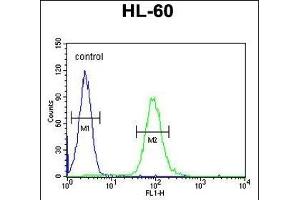 CSF2 Antibody (Center) (ABIN654647 and ABIN2844343) flow cytometric analysis of HL-60 cells (right histogram) compared to a negative control cell (left histogram). (GM-CSF anticorps  (AA 59-85))