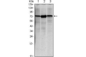 Western blot analysis using HSPA5 mouse mAb against NIH/3T3 (1), Hela (2) and Jurkat (3) cell lysate. (GRP78 anticorps)