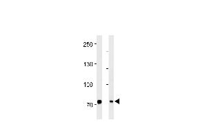 PID/MTA2 Antibody (C-term) (ABIN390610 and ABIN2840922) western blot analysis in Hela cell line and mouse brain tissue lysates (35 μg/lane). (MTA2 anticorps  (C-Term))