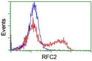 Image no. 4 for anti-Replication Factor C (Activator 1) 2, 40kDa (RFC2) (AA 1-234) antibody (ABIN1490617)