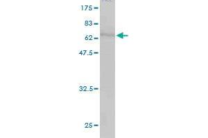 Western Blot detection against Immunogen (67.