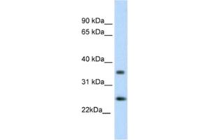 Western Blotting (WB) image for anti-Fas (TNFRSF6)-Associated Via Death Domain (FADD) antibody (ABIN2460186) (FADD anticorps)