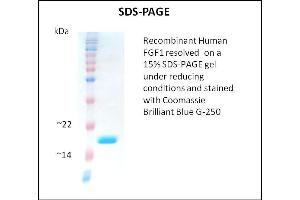 SDS-PAGE (SDS) image for Fibroblast Growth Factor 1 (Acidic) (FGF1) (Active) protein (ABIN5509277) (FGF1 Protéine)