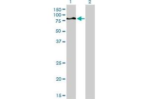 Western Blot analysis of DVL3 expression in transfected 293T cell line by DVL3 monoclonal antibody (M04A), clone 4H2. (DVL3 anticorps  (AA 1-100))