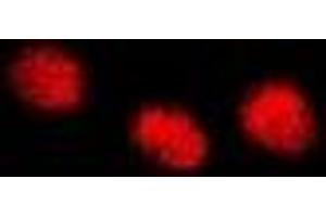 Immunofluorescent analysis of INTS10 staining in A549 cells. (INTS10 anticorps)