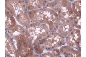 DAB staining on IHC-P; Samples: Human Kidney Tissue (PAM anticorps  (AA 21-288))