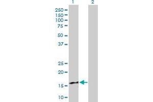 Western Blot analysis of CXCL9 expression in transfected 293T cell line by CXCL9 MaxPab polyclonal antibody. (CXCL9 anticorps  (AA 23-125))