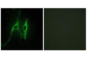 Immunofluorescence (IF) image for anti-Cytochrome b5 (CYTB5) (Internal Region) antibody (ABIN1850420) (Cytochrome b5 (CYTB5) (Internal Region) anticorps)