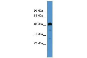ITLN1 antibody used at 0.