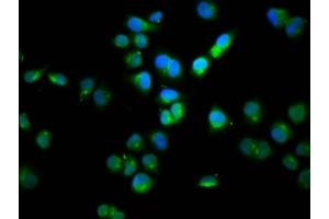 Immunofluorescence staining of Hela cells with ABIN7165976 at 1:100, counter-stained with DAPI.