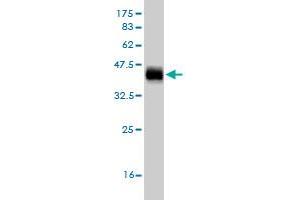 Western Blot detection against Immunogen (36. (EGR1 anticorps  (AA 444-543))