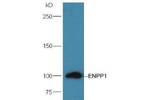 Mouse Kidney lysates probed with Rabbit Anti-ENPP1 Polyclonal Antibody, Unconjugated (ABIN2173834) at 1:300 overnight at 4 °C. (ENPP1 anticorps  (AA 251-350))